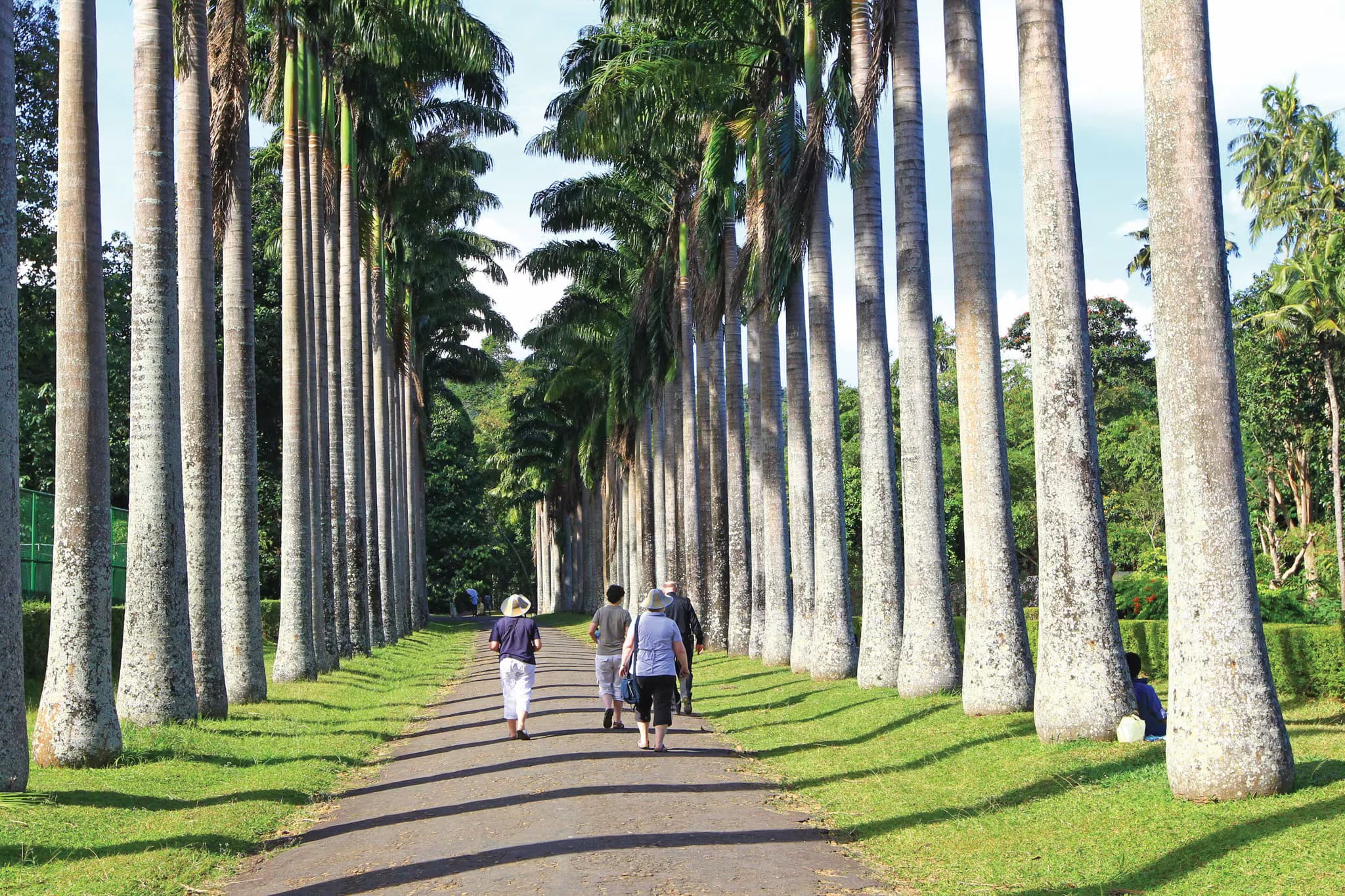 kandy peradeniya botanical garden in srilanka 2025