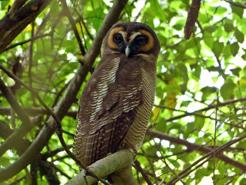 kitulgala birds watching in srilanka 2025