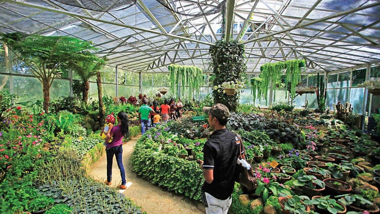 nuwaraeliya haggala botanical garden daytours in srilanka