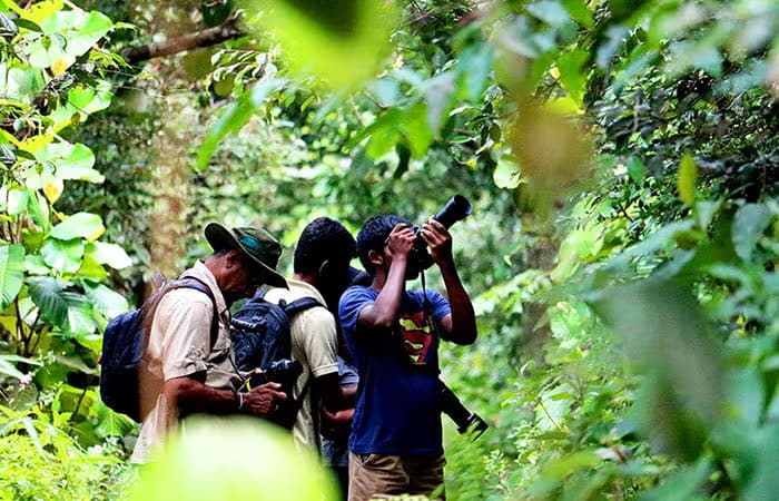 sinharaja natural rainforest brids watching in srilanka 2025