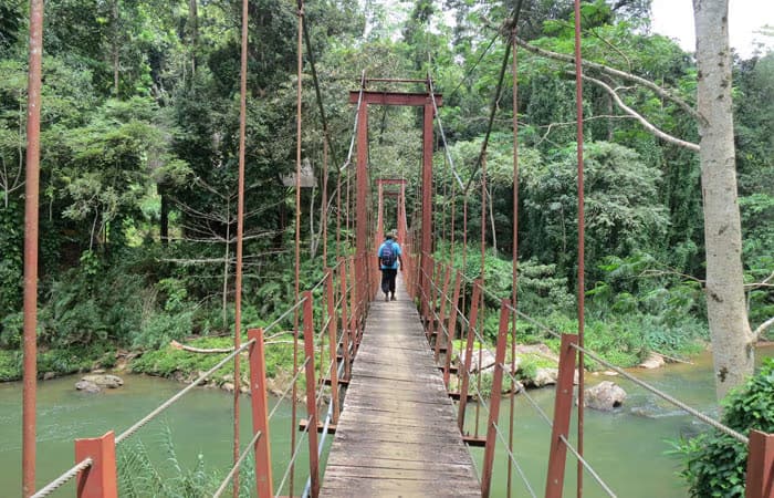 sinharaja rainforest canopy walkway in srialnka 2025