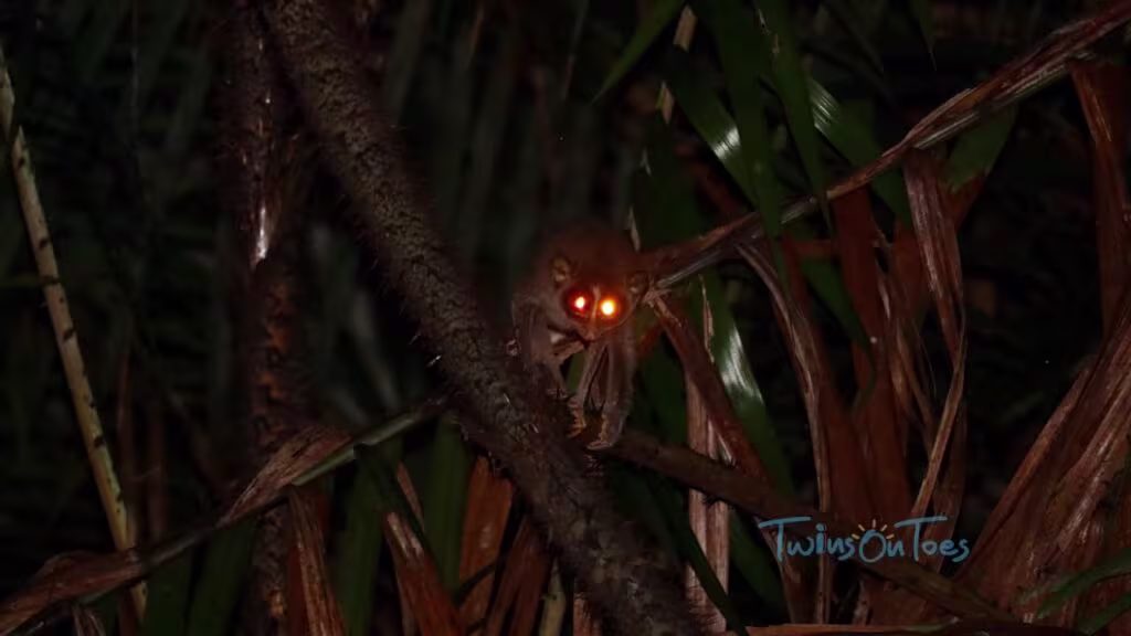 sinharaja rainforest night brids watching dayotours in srilanka 2025