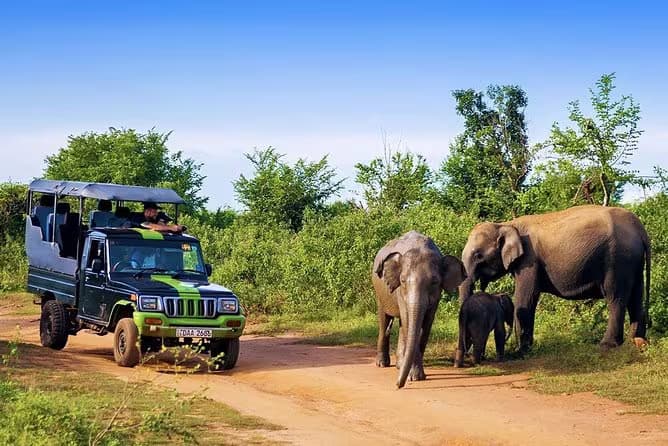 udawalawe evening jeep safari in srilanka 2025