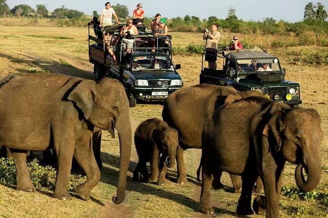 udawalawe national park full day safari in srilanka 2025