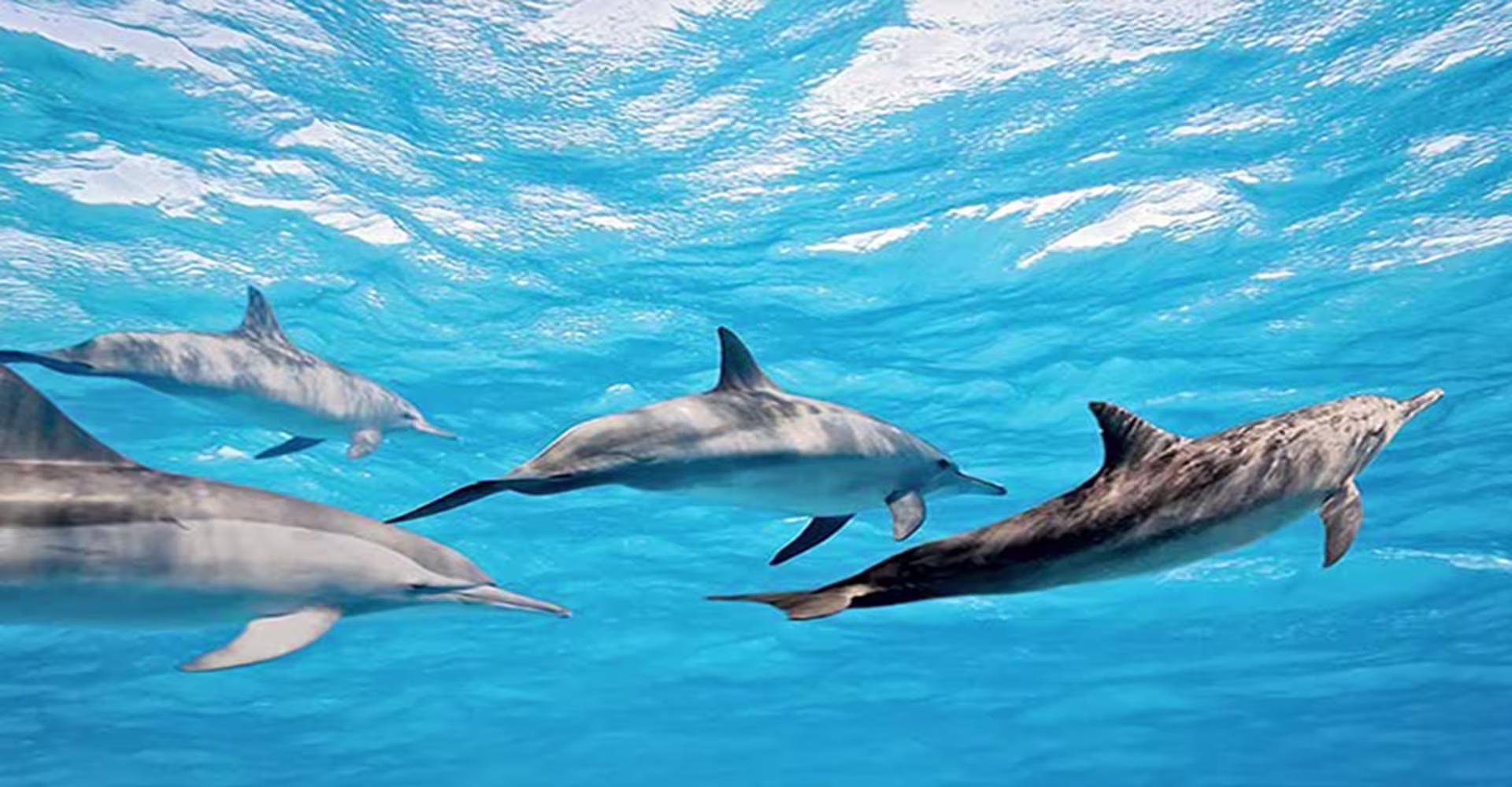 dolphin watching in  mirissa srilanka 2025