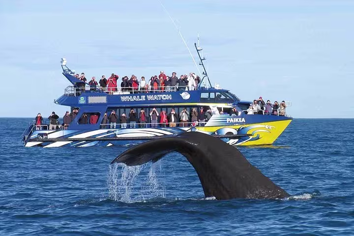 whale watching in mirissa srilanka 2025