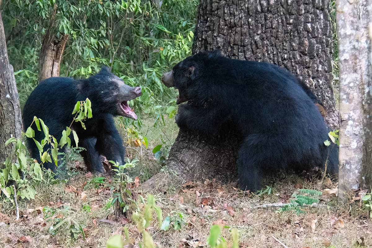 bears in willpattu national park daytours in srilanka 2025