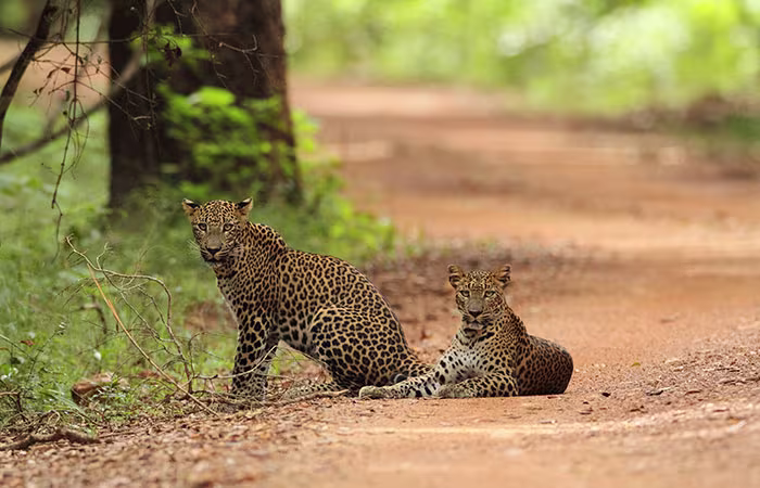 willpattu national park leopard tracking daytours in srilanka 2025