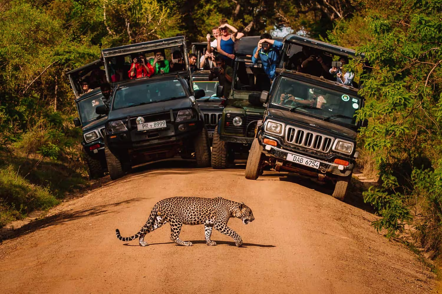  yala national park leopard watching leopard trekking in srilanka 2025 