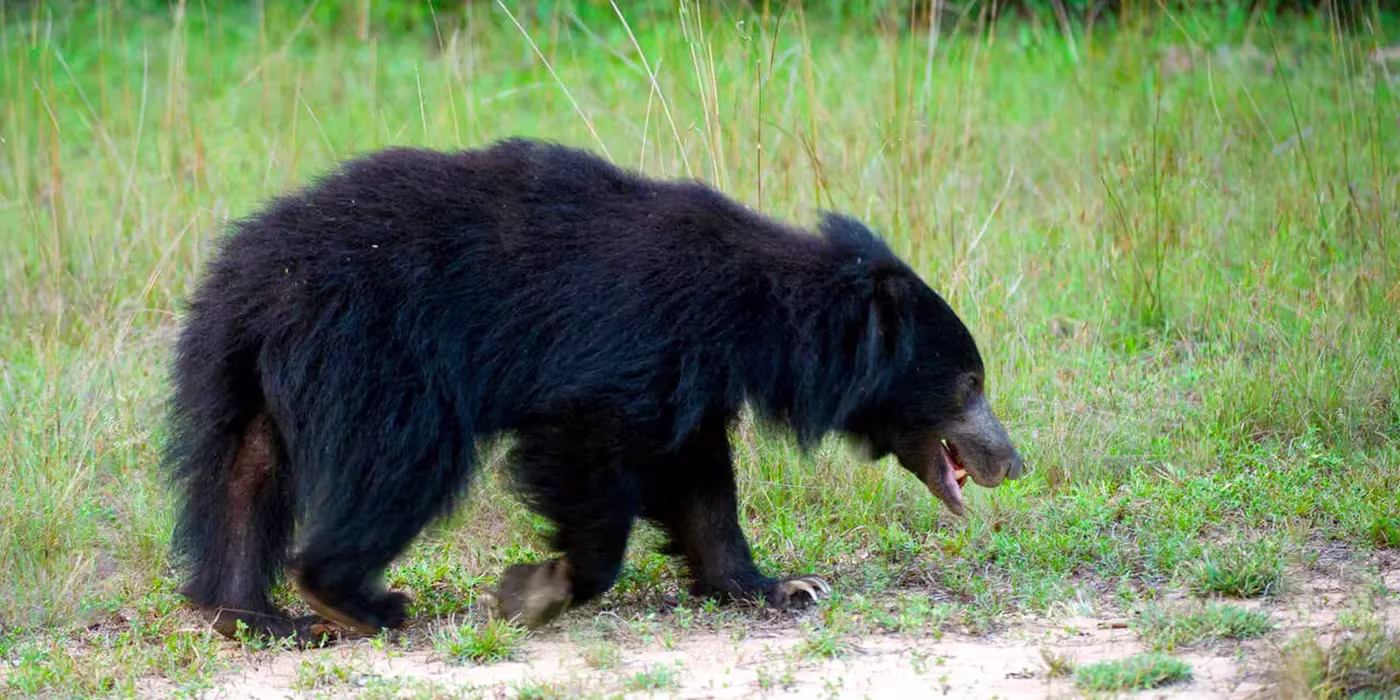 Wildlife Safari at Wilpattu National Park