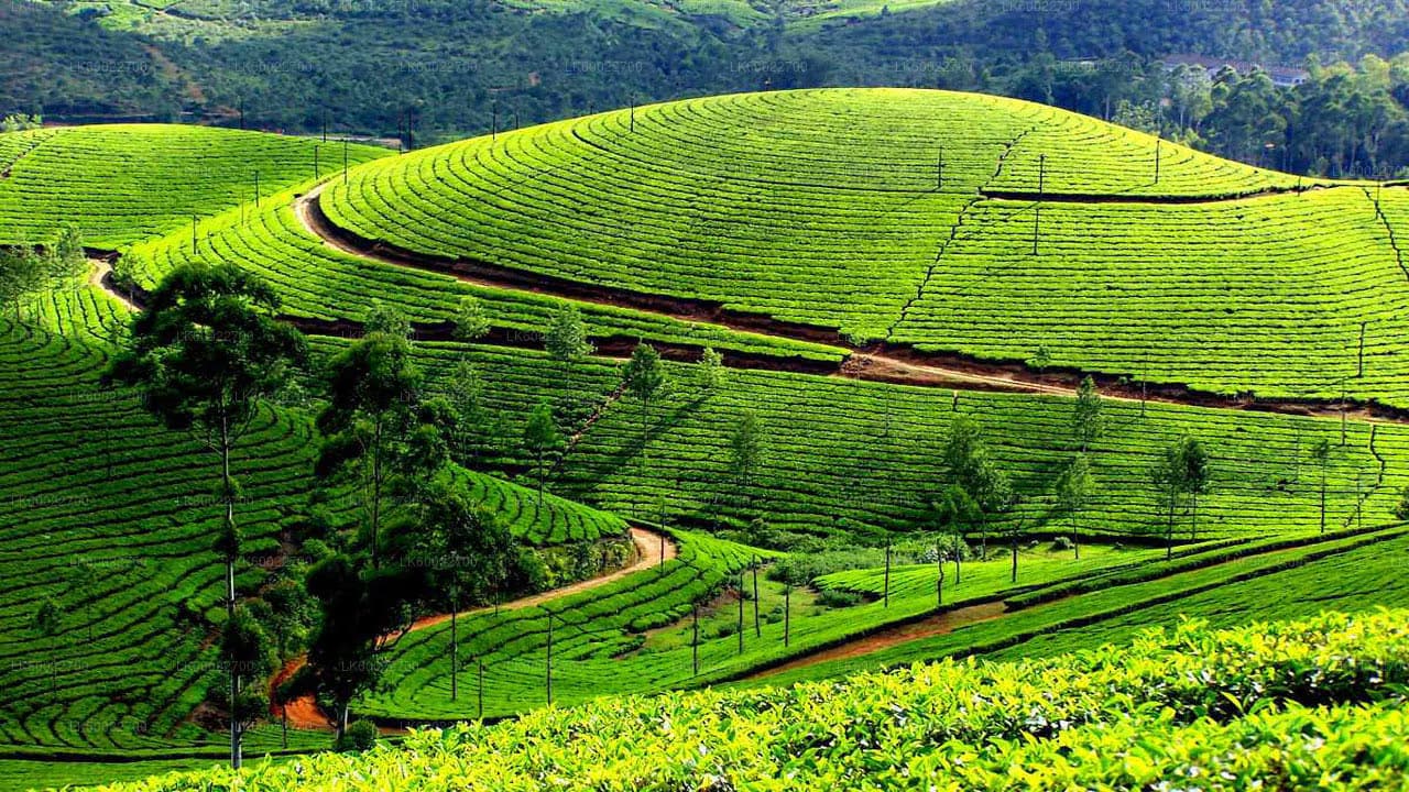 tea estate walking tour in srilanka 2025