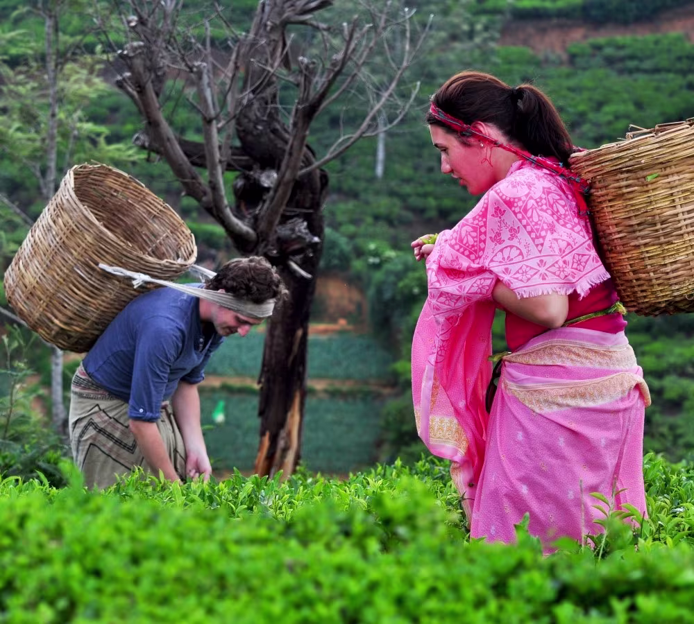 nuwaraeliya tea factory visiting expereince daytours in srilanka 2025 nuwaraeliya tea factory daytours in srilanka 2025