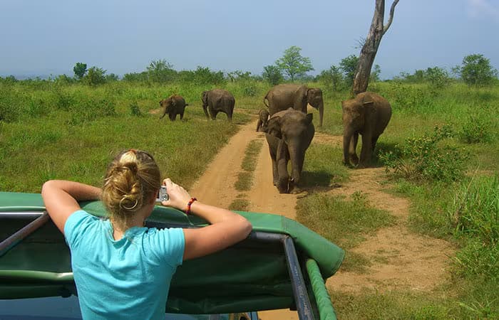 srilanka udawalawe national parak birds watching in srilanka daytours udawalawe birds watching daytours in srilanka 2025