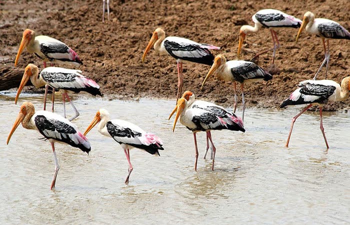 udawalawe national park daytours in srilanka 2025 udawalawe morning jeep safari in srilanka 2025