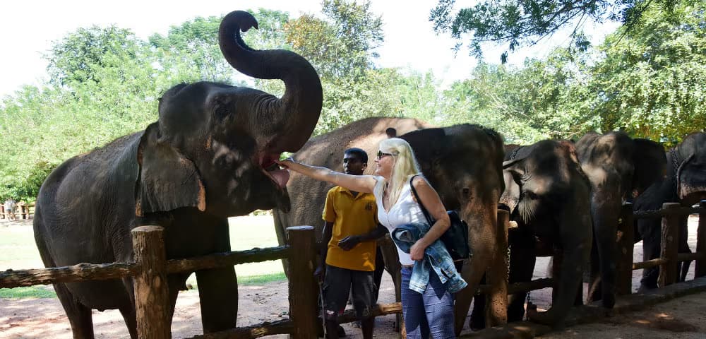pinnawala elephant orphanage elephant bathing feeding tours in sri lanka pinnawala elephant orphanage sancturay tours in sri lanka 2025