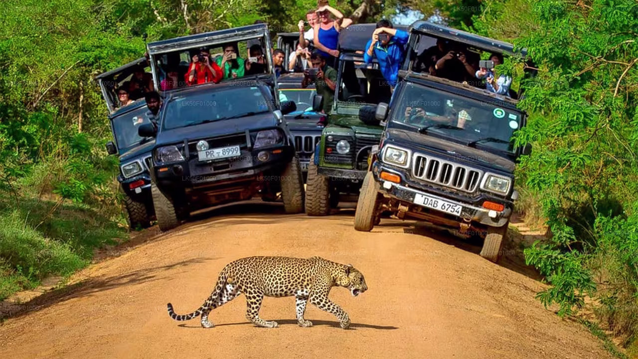 srilanka willpattu national park tours agency 2025 willpattu national park tours in srilanka