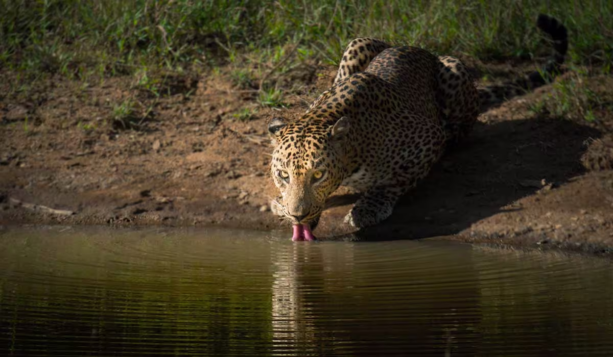 yala national park best safari tours in sri lanka yala national parki sri lanka best tours agency