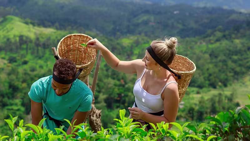 ella tea factory experience ins srilanka 2025