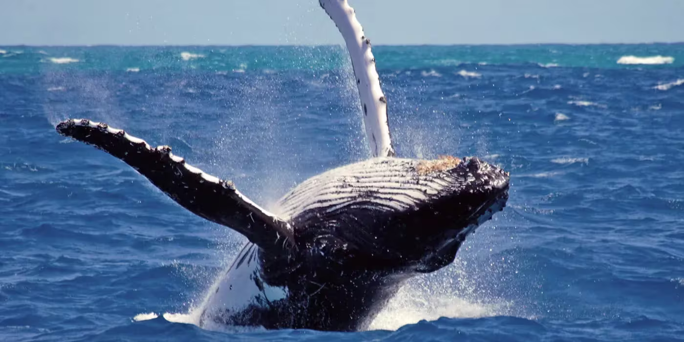 srilanka whale watching in mirissa 2025