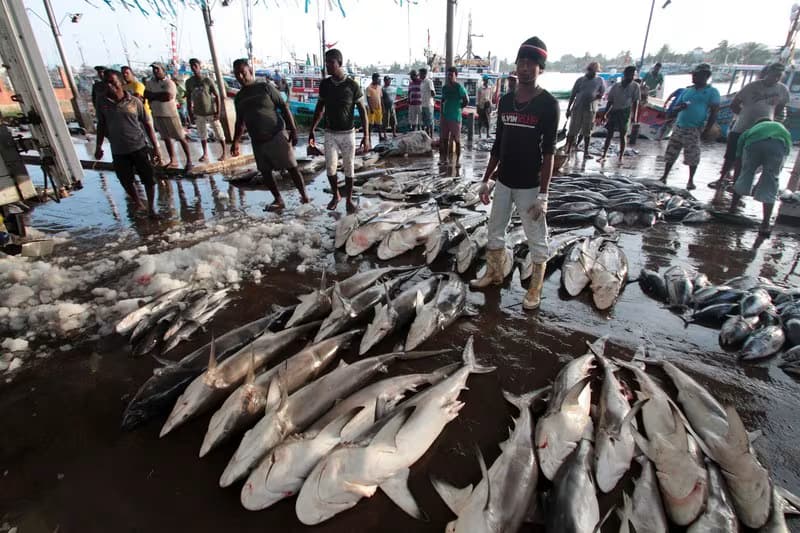 negombo seafood market in srilanka