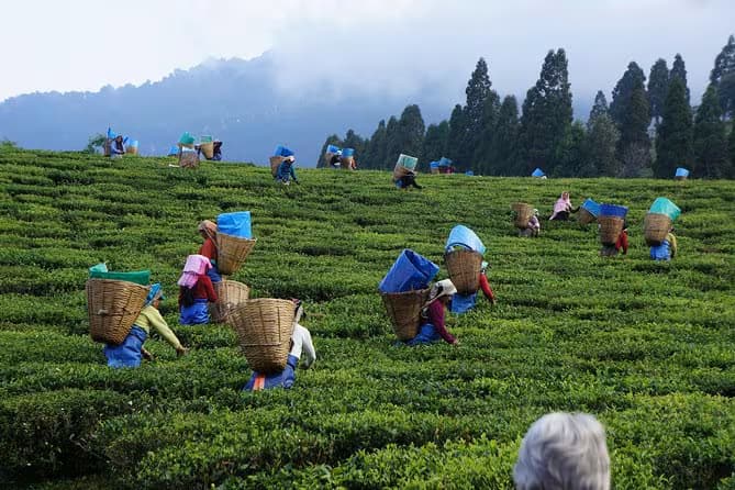 nuwaraeliya tea plantation visit tours in srilanka 2025