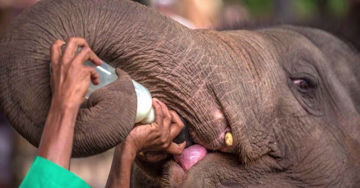 pinnawala babay elephants bottle milk feeding sessions in srilanka 2025
