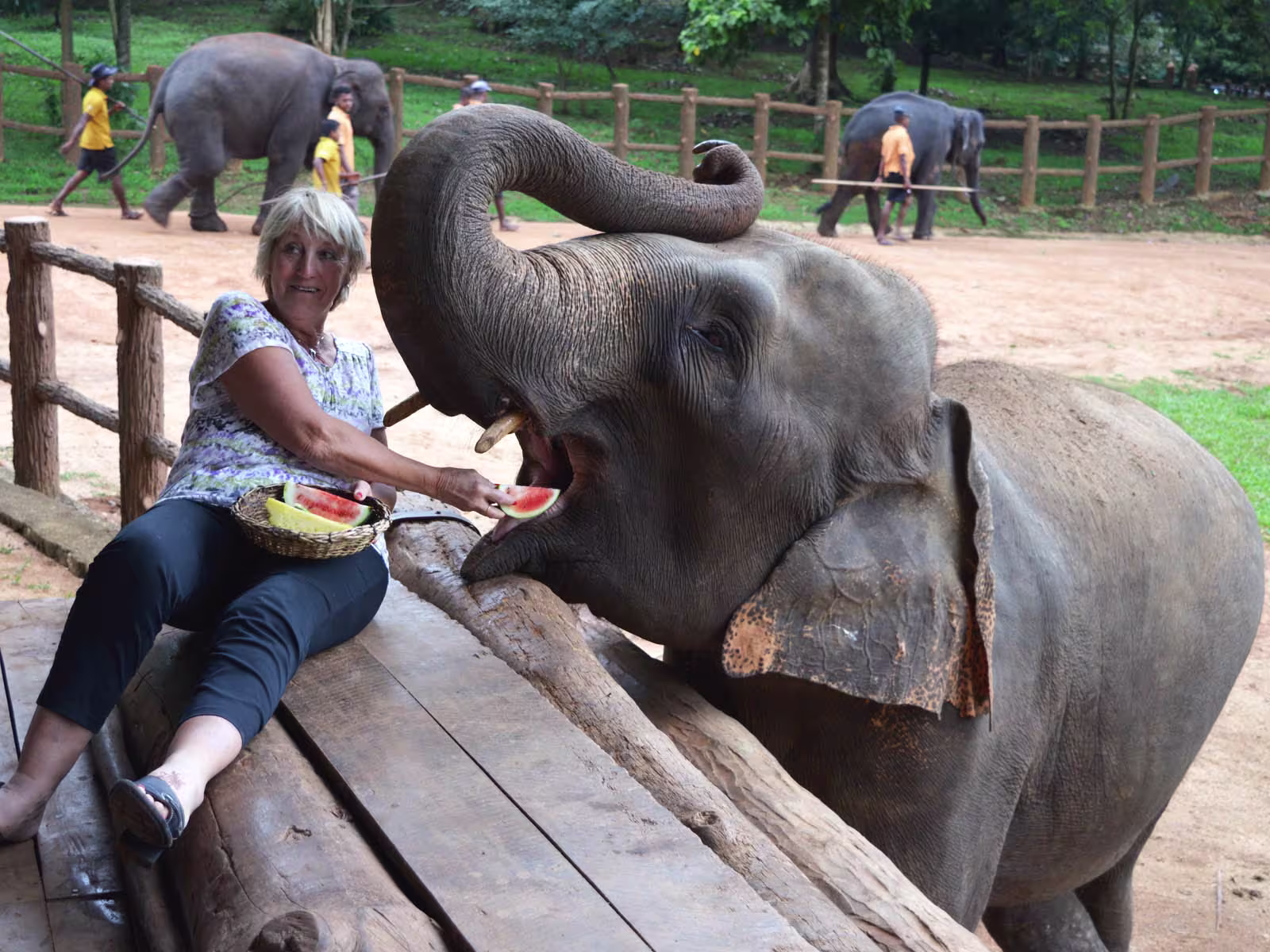 pinnawala elephant sanctuary feeding fruits to elephants in srilanka tours 2025