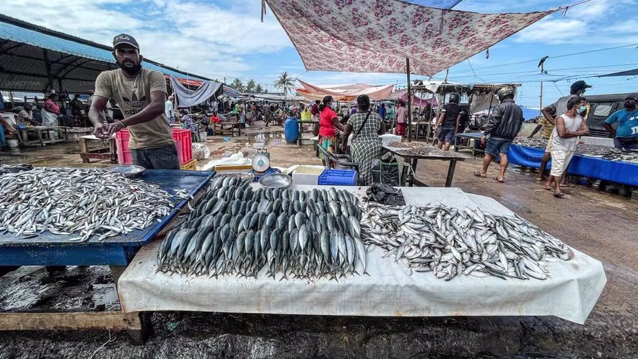 weligama fish market tours in srilanka 2025