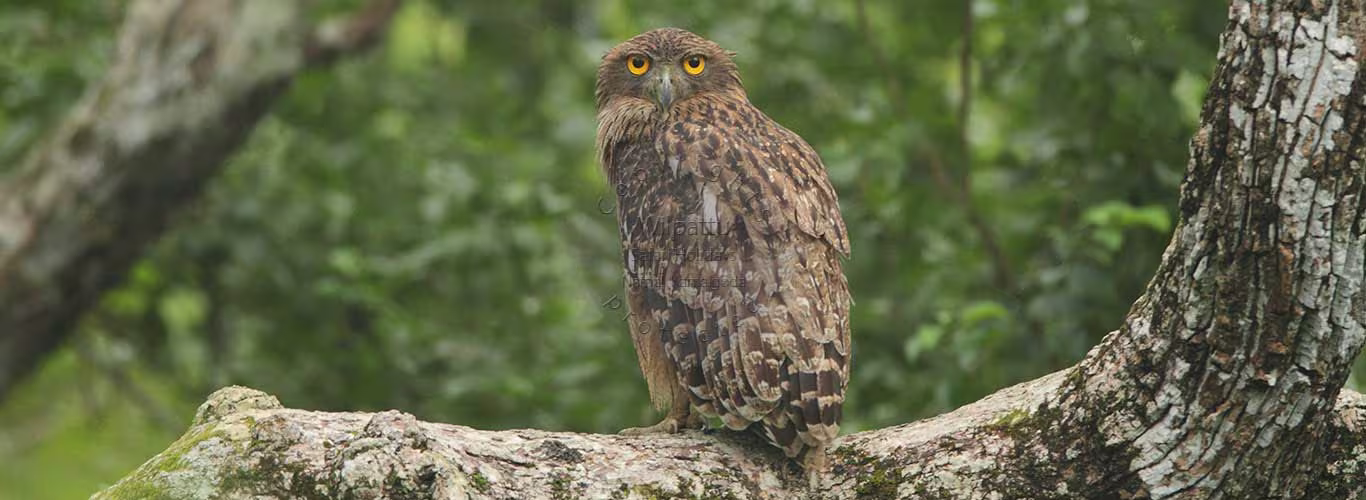 willpattu national park birds watching tours in srilanka 2025