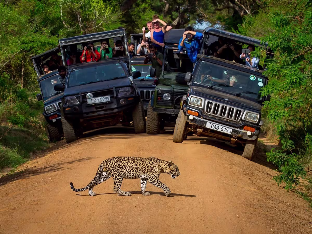 yala national park leopards in srilanka 2025